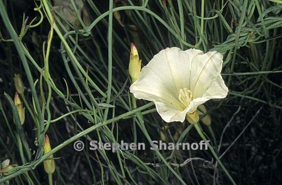 calystegia longipes 2 graphic